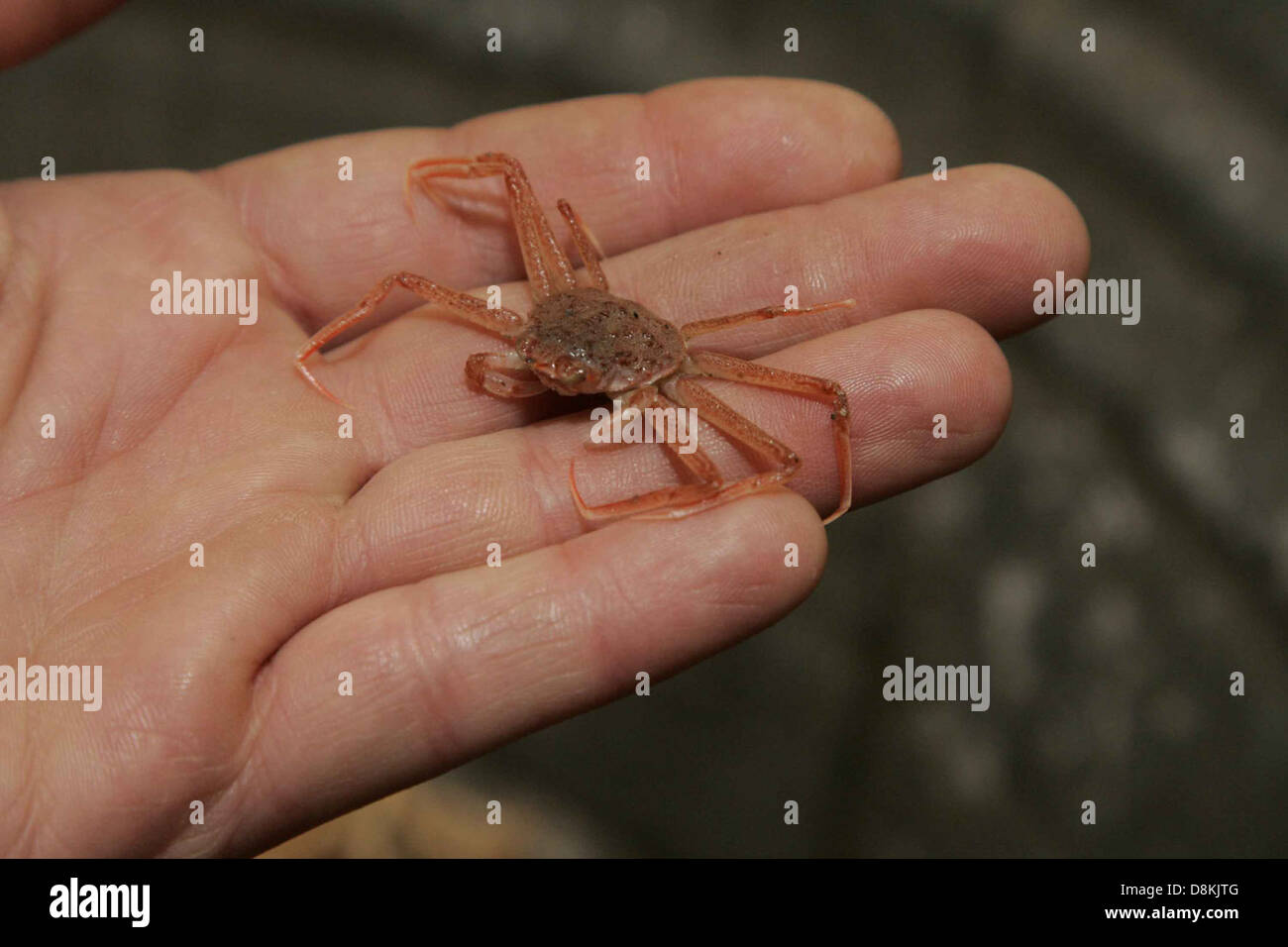 Shell handling hi-res stock photography and images - Alamy