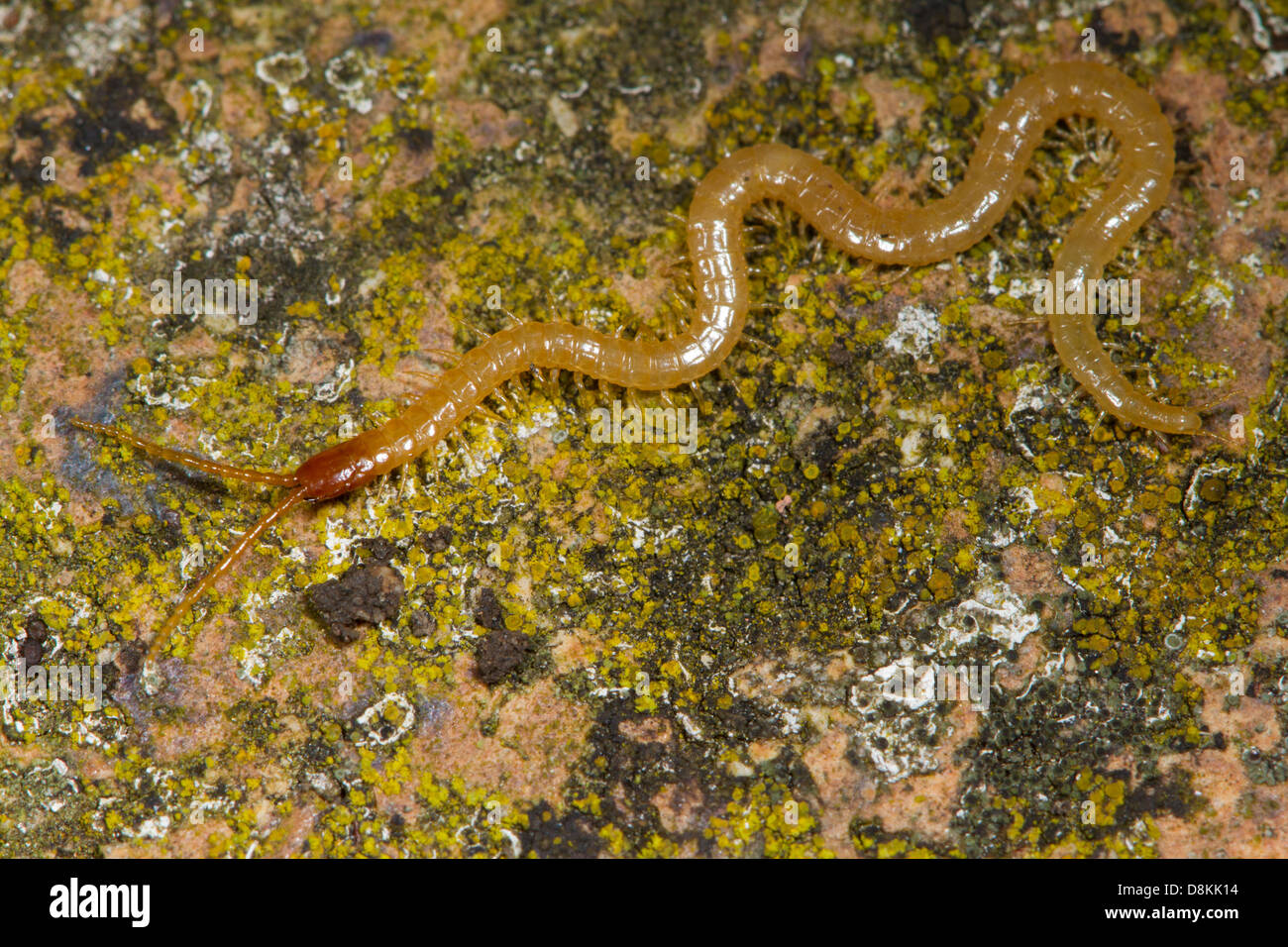 Western Yellow Centipede (Stigmatogaster subterranea) Stock Photo