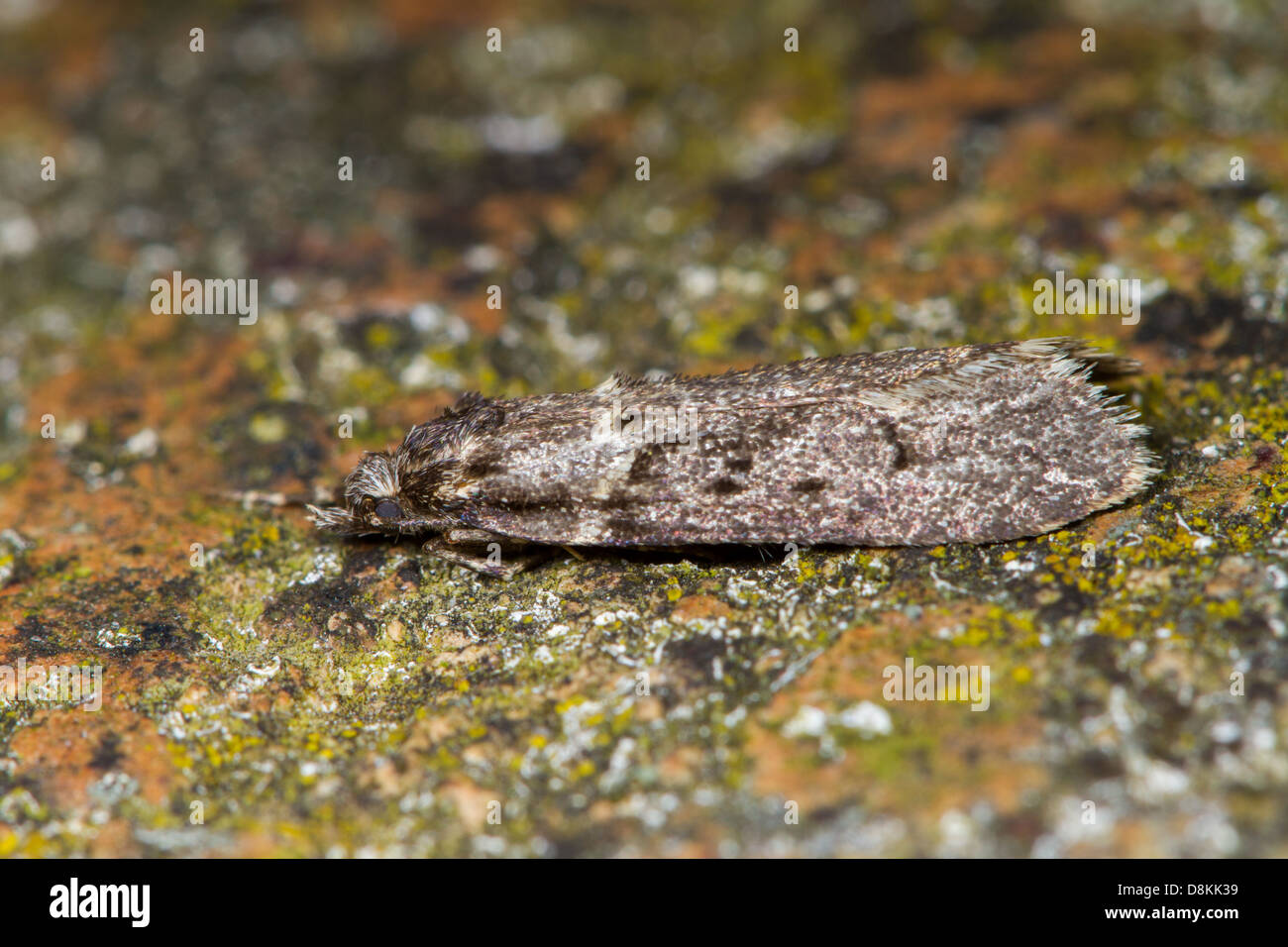 Diurnia fagella moth Stock Photo
