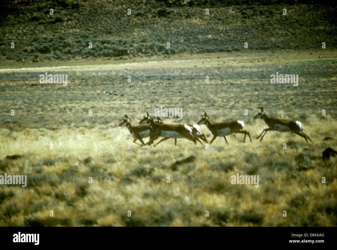 Pronghorn antelope herd Stock Photo Alamy