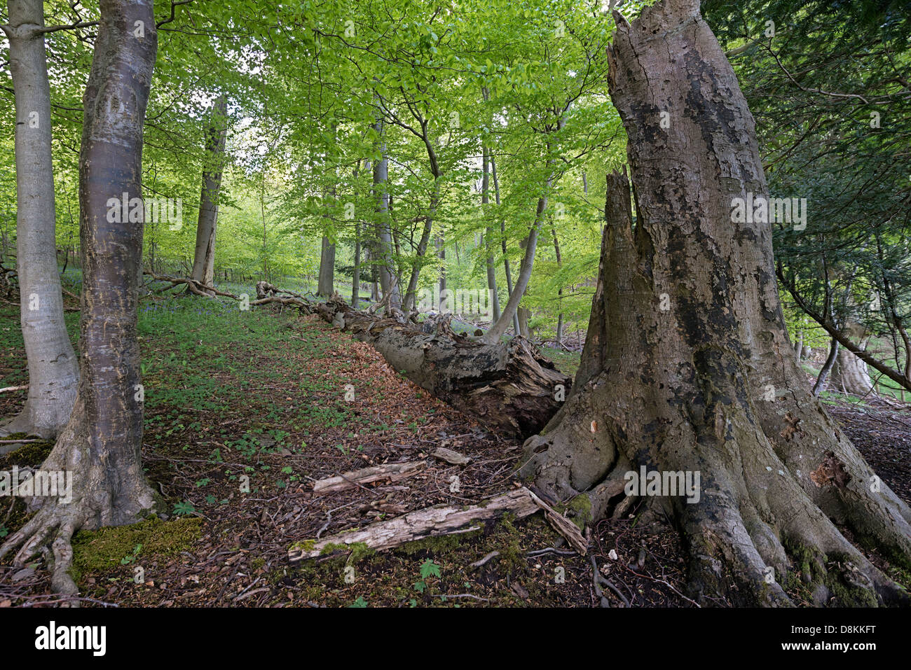 Beech woodland with dead tree Stock Photo