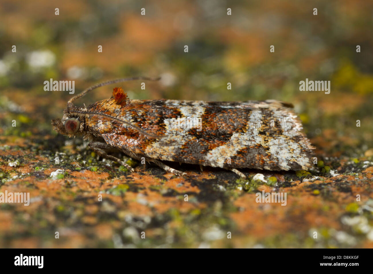 Tortricoid moth - Argyrotaenia ljungiana Stock Photo