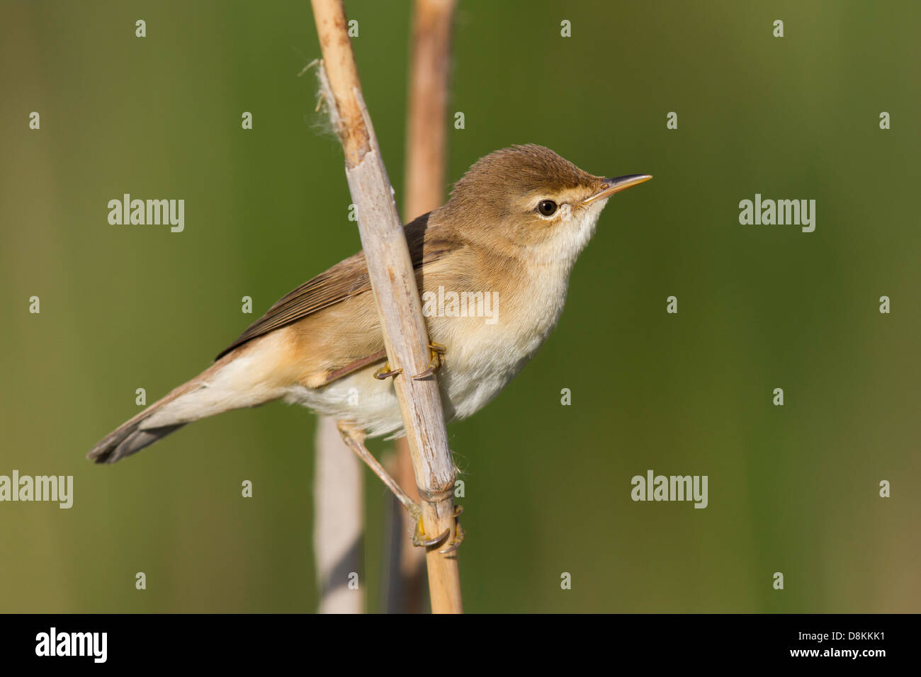 Reed Warbler (Acrocephalus scripaceus) Stock Photo