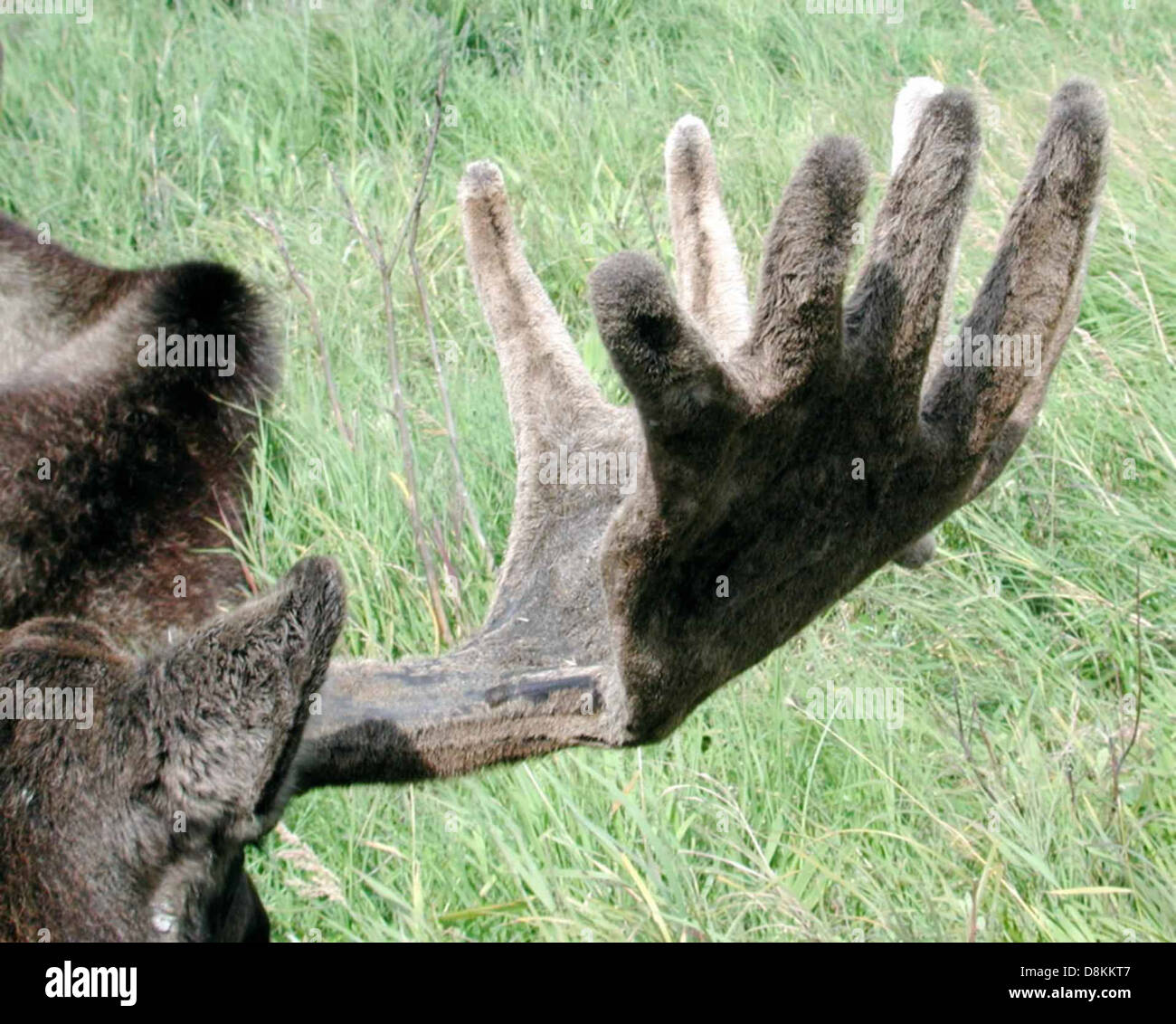 A close-up view of velvet-covered moose antlers, showcasing the soft ...