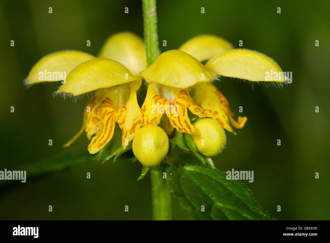 Yellow Archangel (Lamium galeobdolon) flower Stock Photo