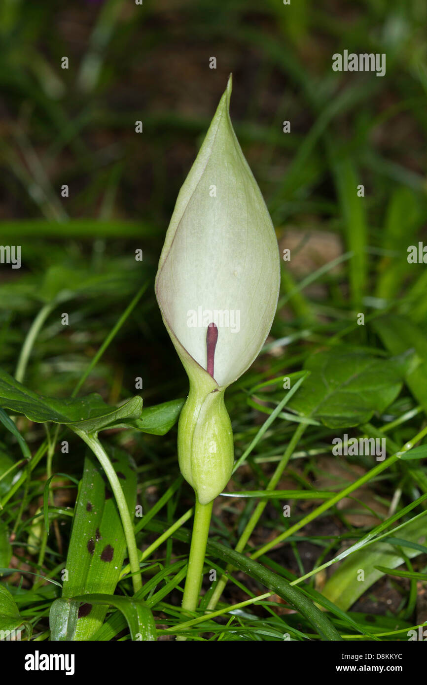 Lords-and-Ladies (Arum maculatum) flower Stock Photo