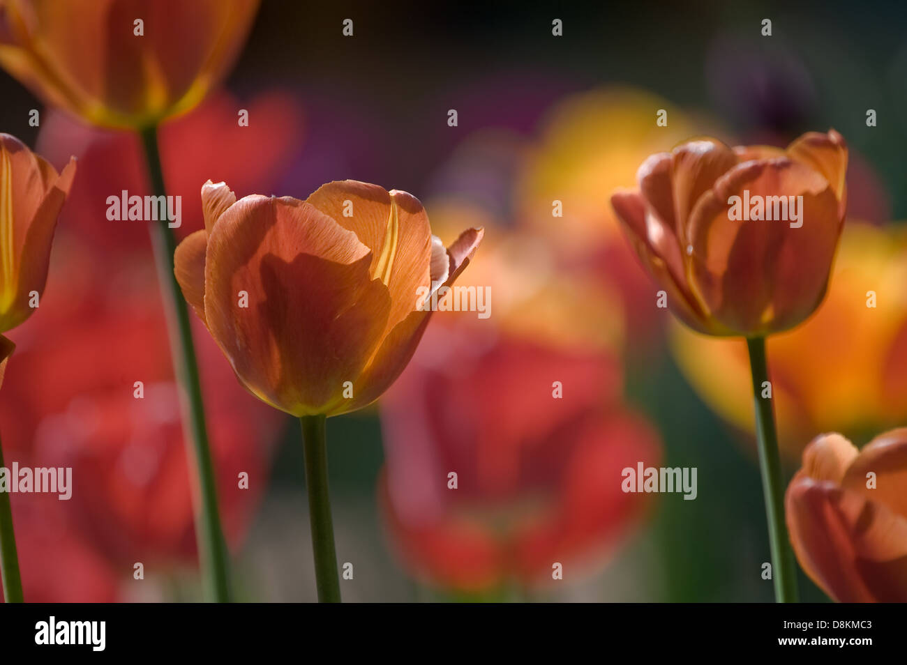 Burnt orange hi-res stock photography and images - Alamy