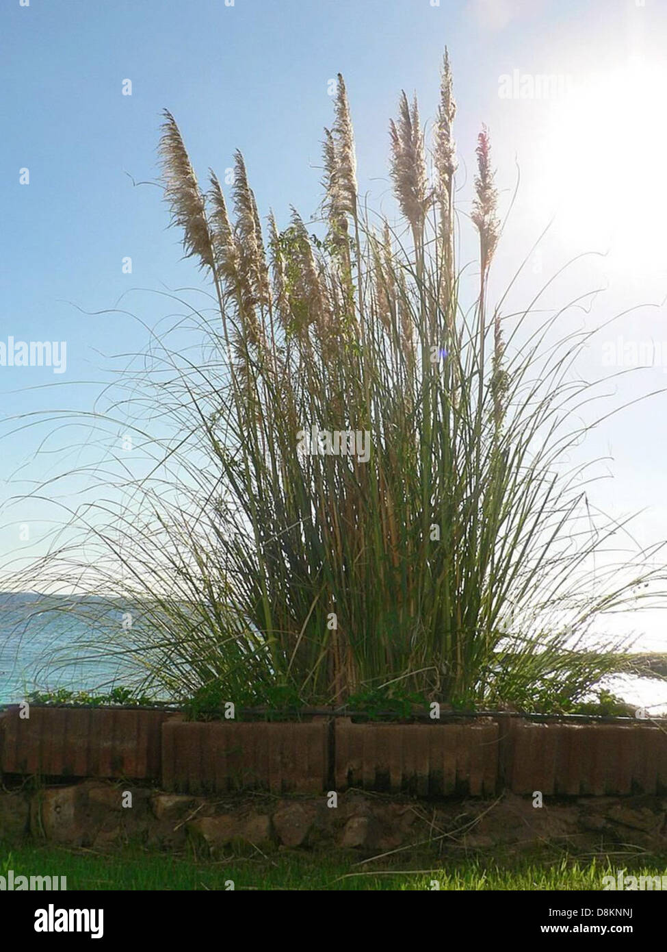 Tall long stems hi-res stock photography and images - Alamy