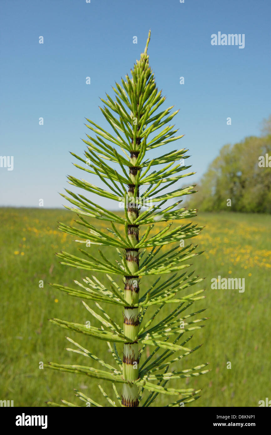 Common horsetail hires stock photography and images Alamy