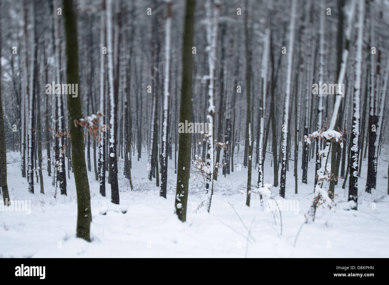 Forest in wintertime Stock Photo