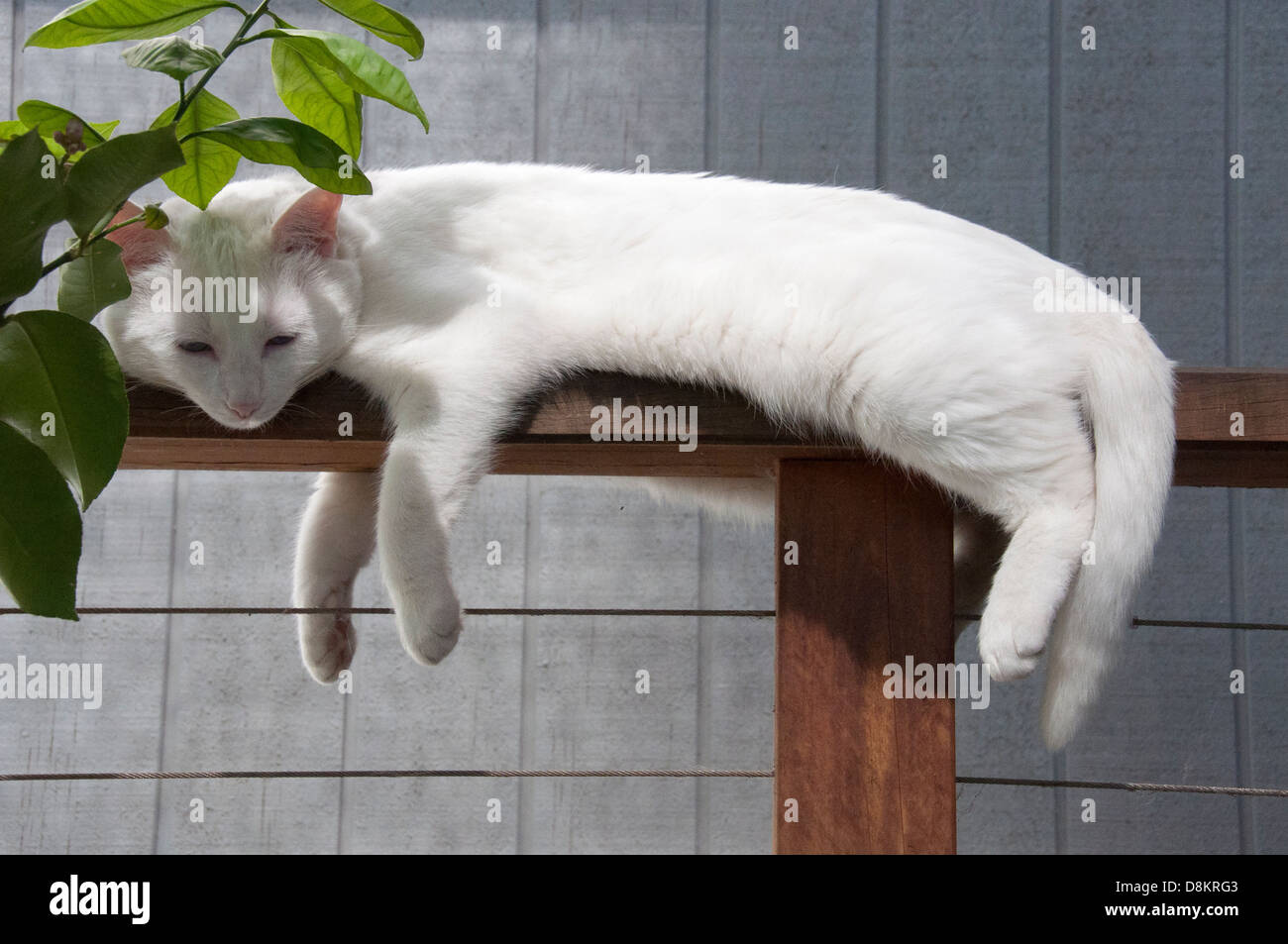 White cat lazing and chilling splay on a fence Stock Photo