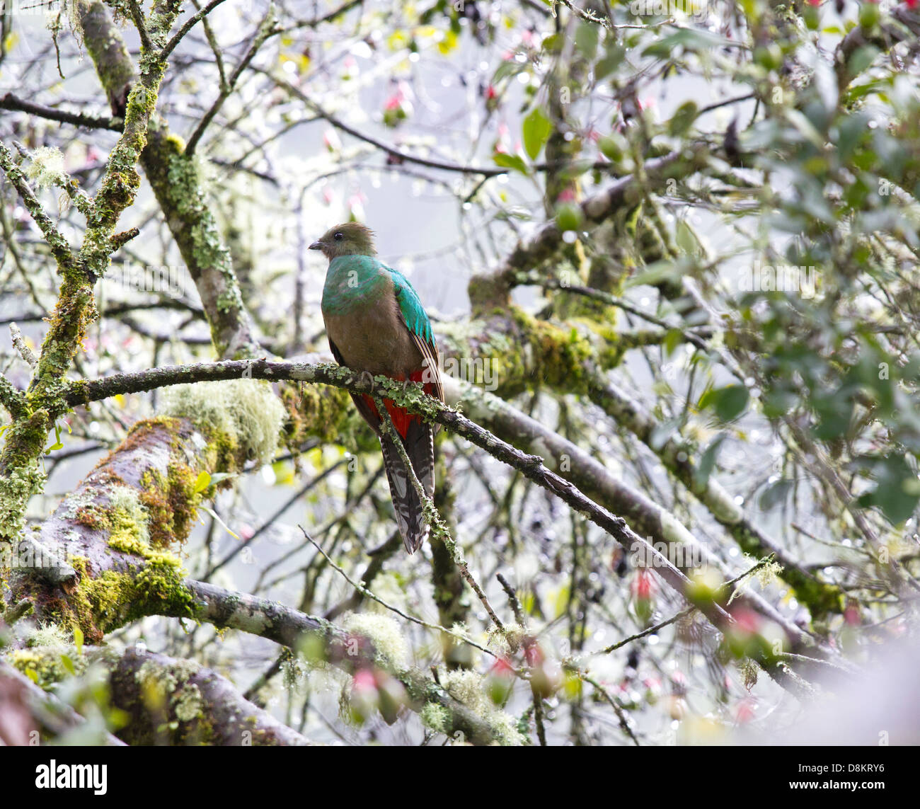 Resplendent Quetzal, Pharomachrus mocinno, San Gerardo de Dota, Parque Nacional Los Quetzales, Costa Rica Stock Photo