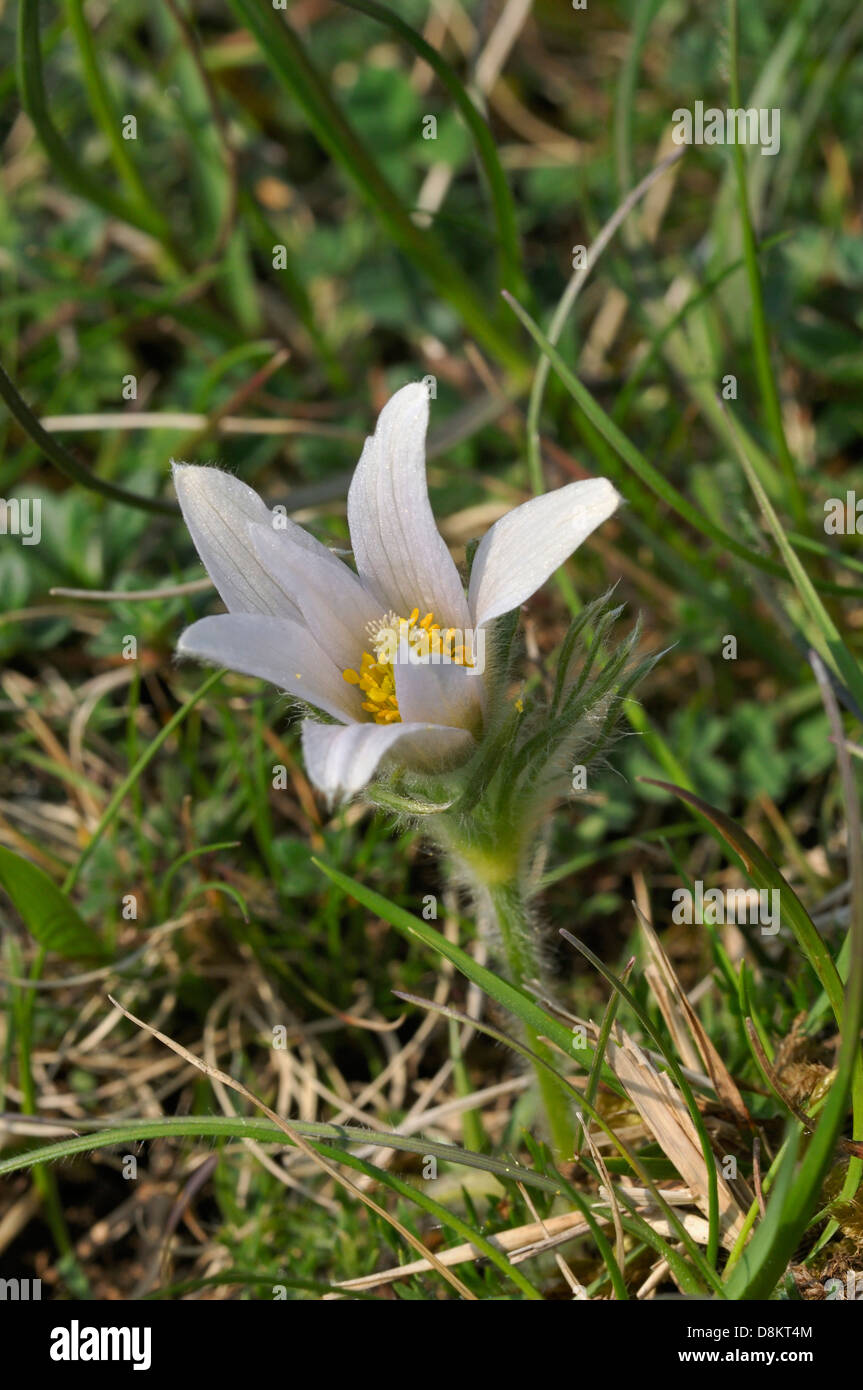 Pasque Flower - Pulsatillla vulgaris White form Stock Photo