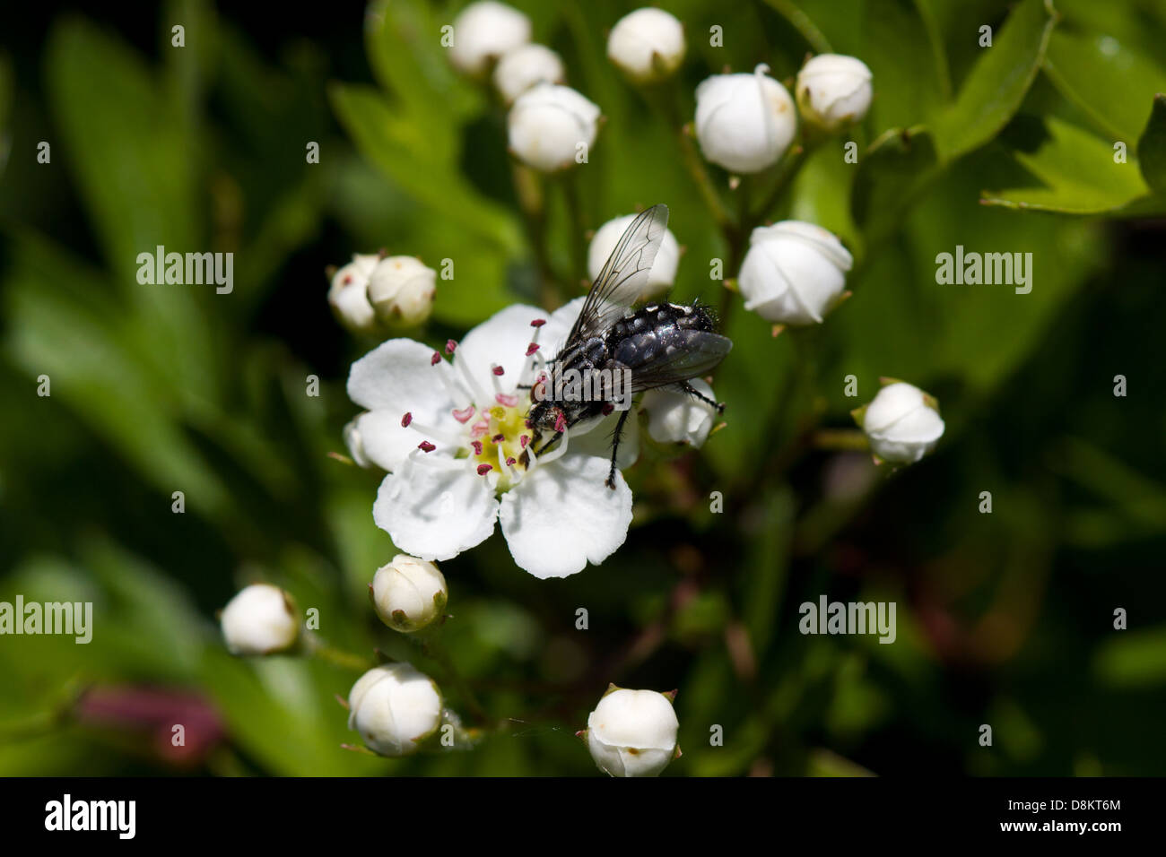 Common flesh fly feeding on flowers of Hawthorn Stock Photo