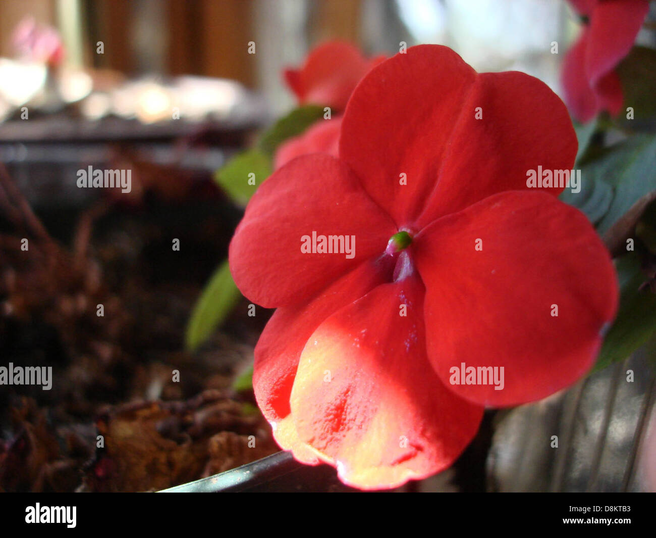 This image shows a vibrant red flower, showcasing its vivid petals and ...