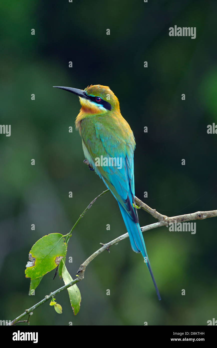 Little Green Bee-eater Merops orientalis Stock Photo