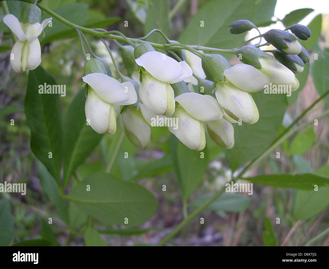 Baptisia megacarpa appalachicola wild indigo flower. Stock Photo
