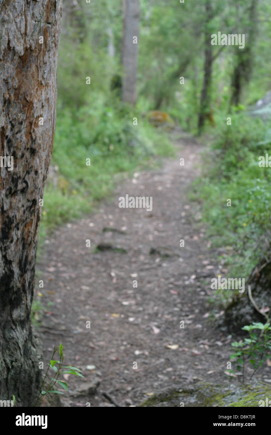 This image focuses on tree bark with a blurred background path ...