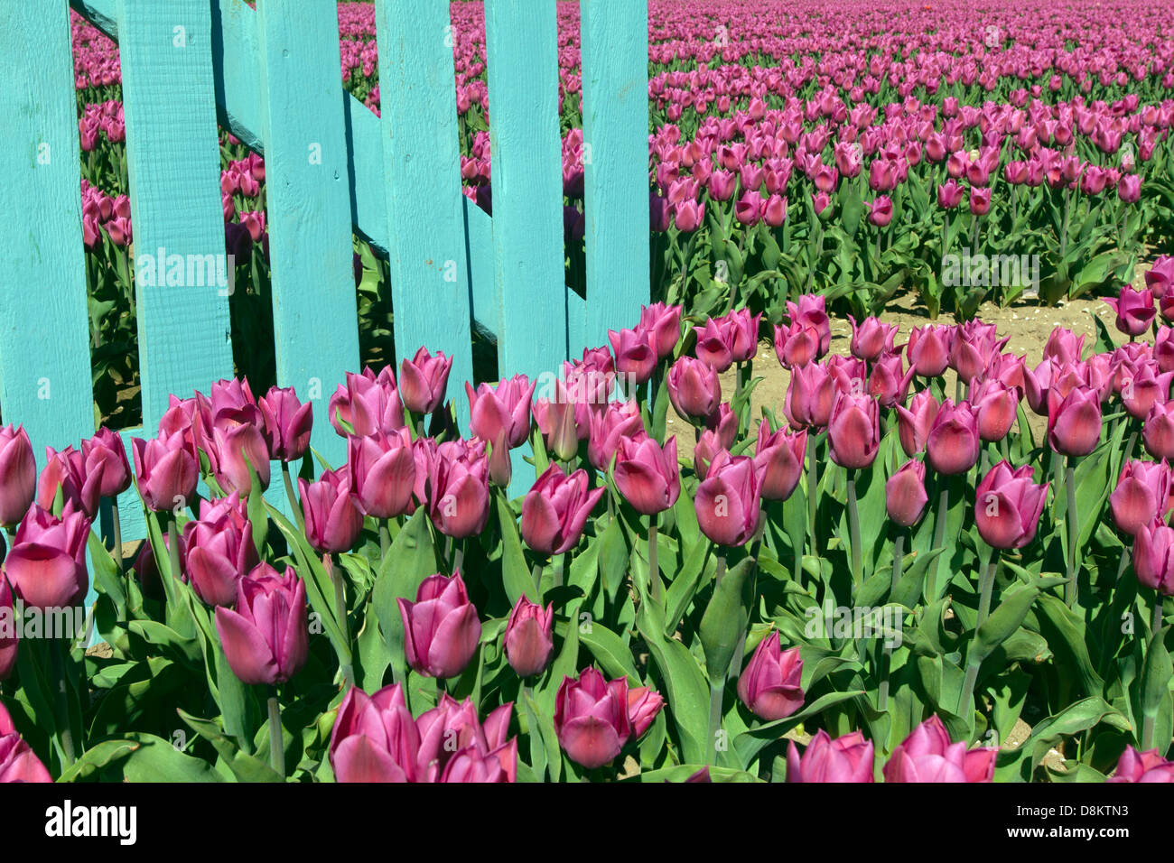 Tulips in flower and blue fence Swaffham Norfolk Stock Photo