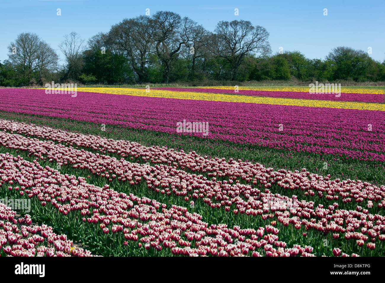 Tulips in flower Swaffham Norfolk Stock Photo