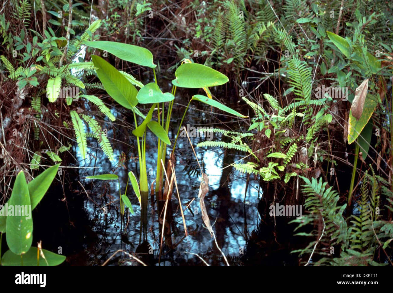 This image shows a botany garden park with a variety of plants and ...
