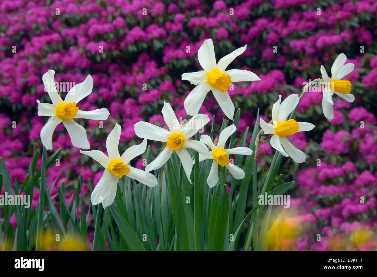 Daffodils and Rhododendron in flower in woodland garden May Stock Photo