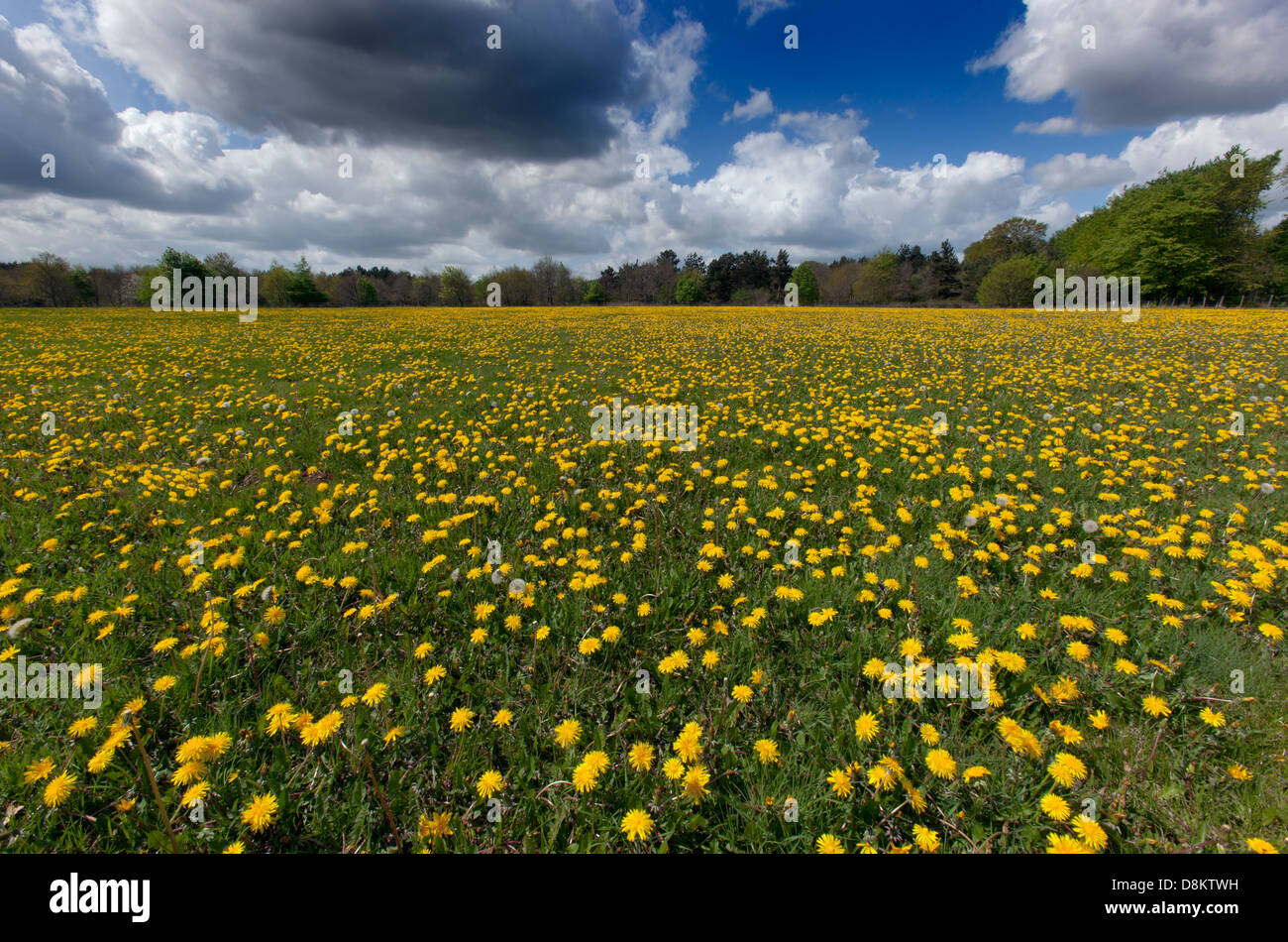 Dandelion Taxaxacum officinale in spring grassland Stock Photo