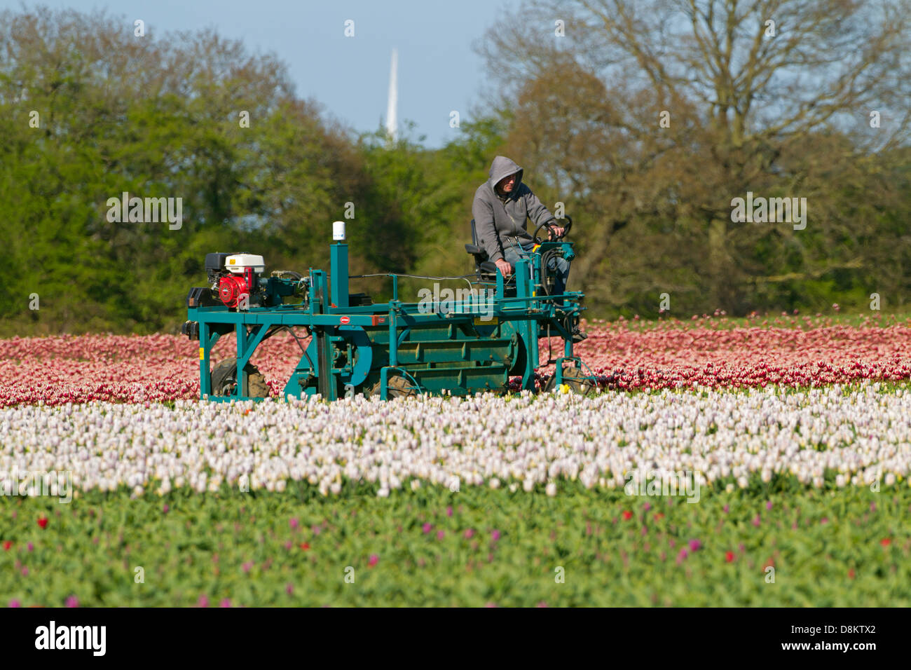 Tulips being deheaded by machine Swaffham Norfolk Stock Photo