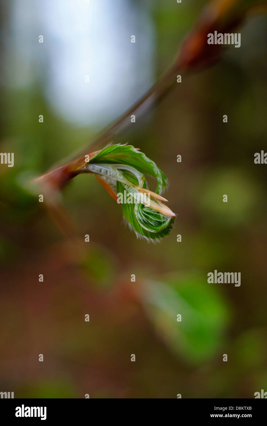 Beautiful young Beech leaves emerging and unfurling in Springtime - low light with artistic bokeh - Fagus sylvatica. Stock Photo