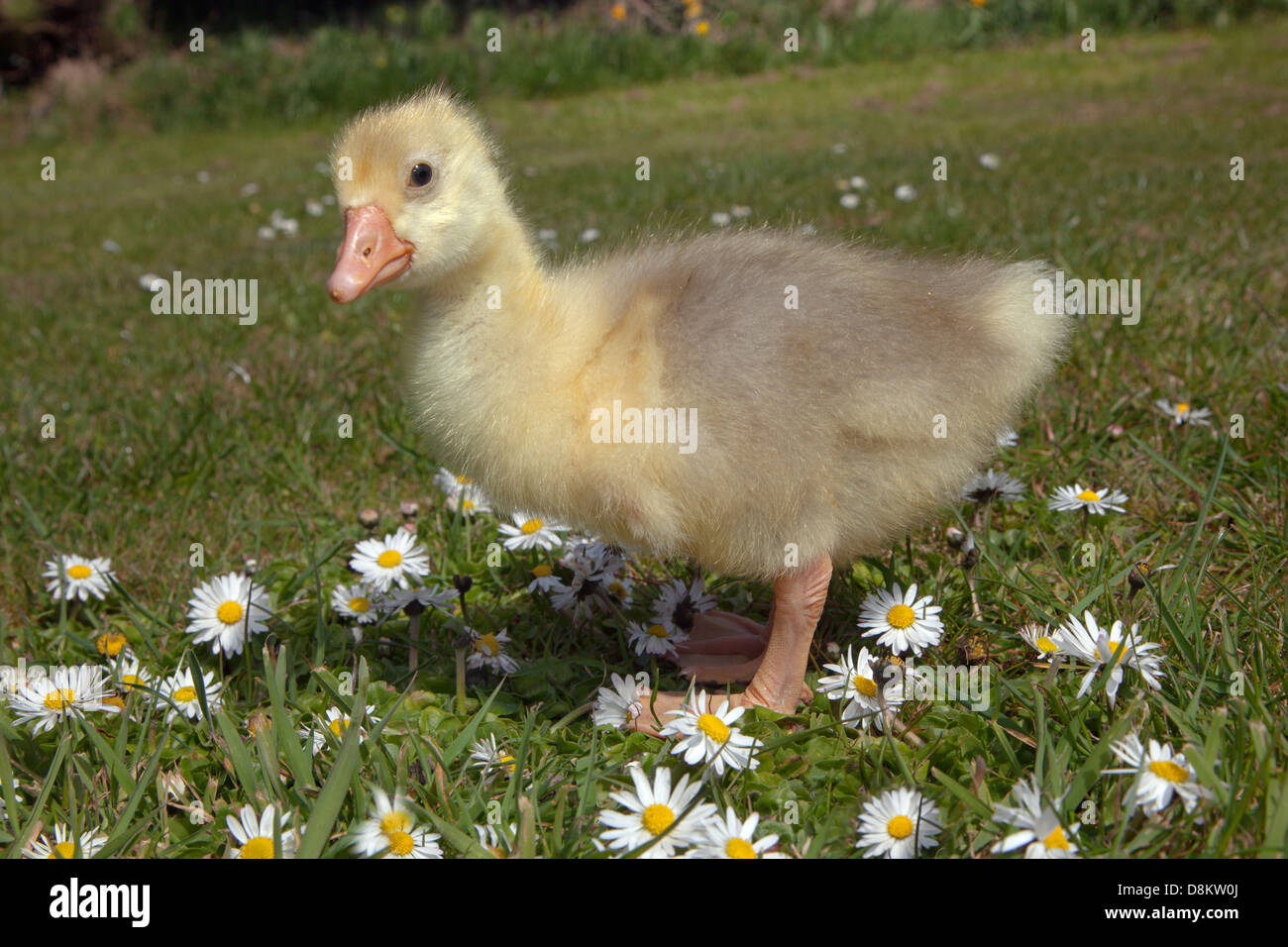 Emden Goose Gosling at four days old Stock Photo