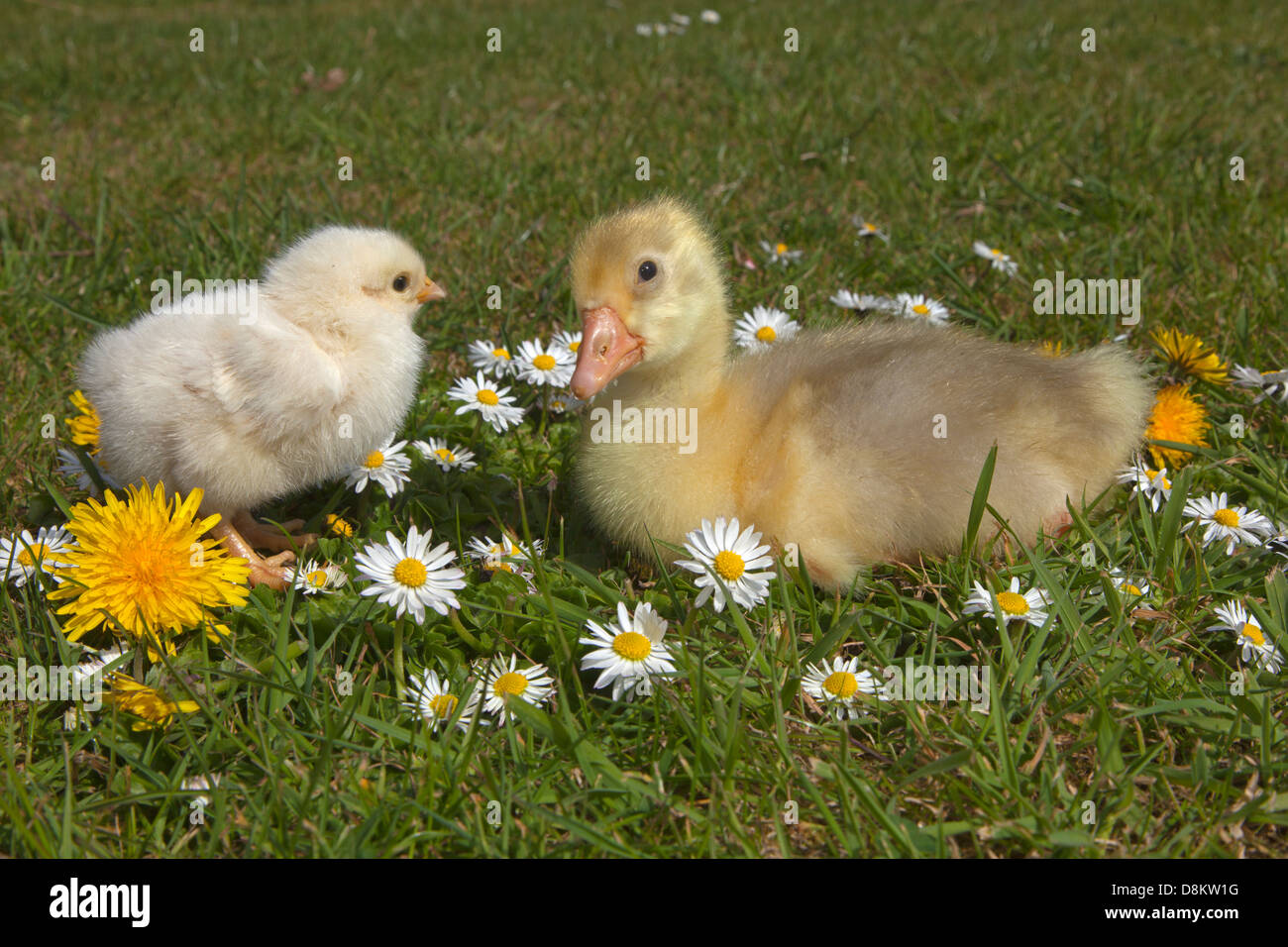 Emden Goose Gosling and 3 day old chicken Stock Photo