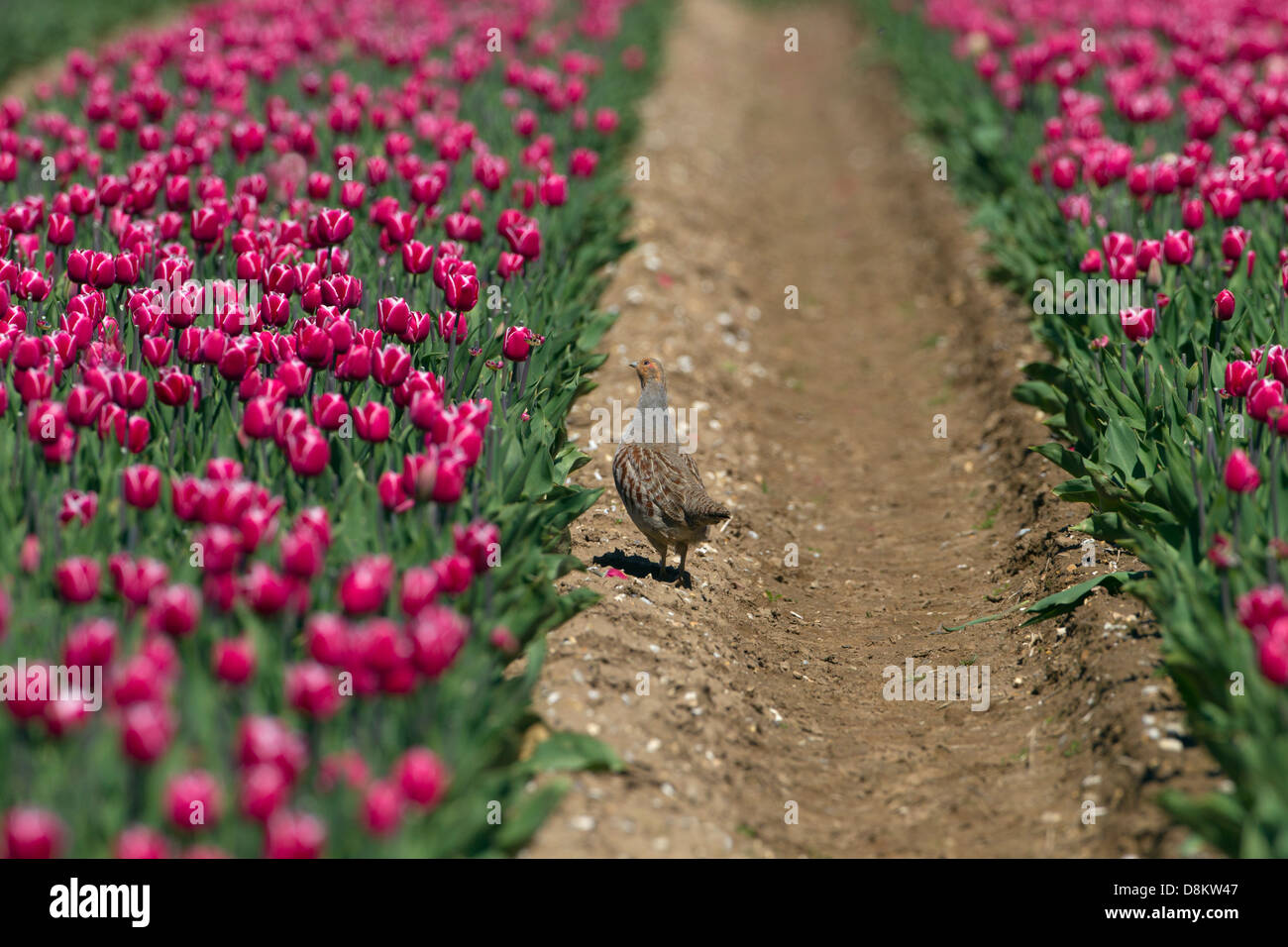Grey Partridge Perdix perdix in flowering tulip bulb field Stock Photo