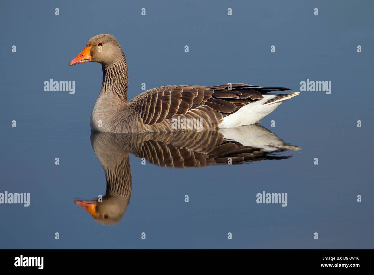 Greylag Goose Anser anser reflected in water on a calm day Stock Photo