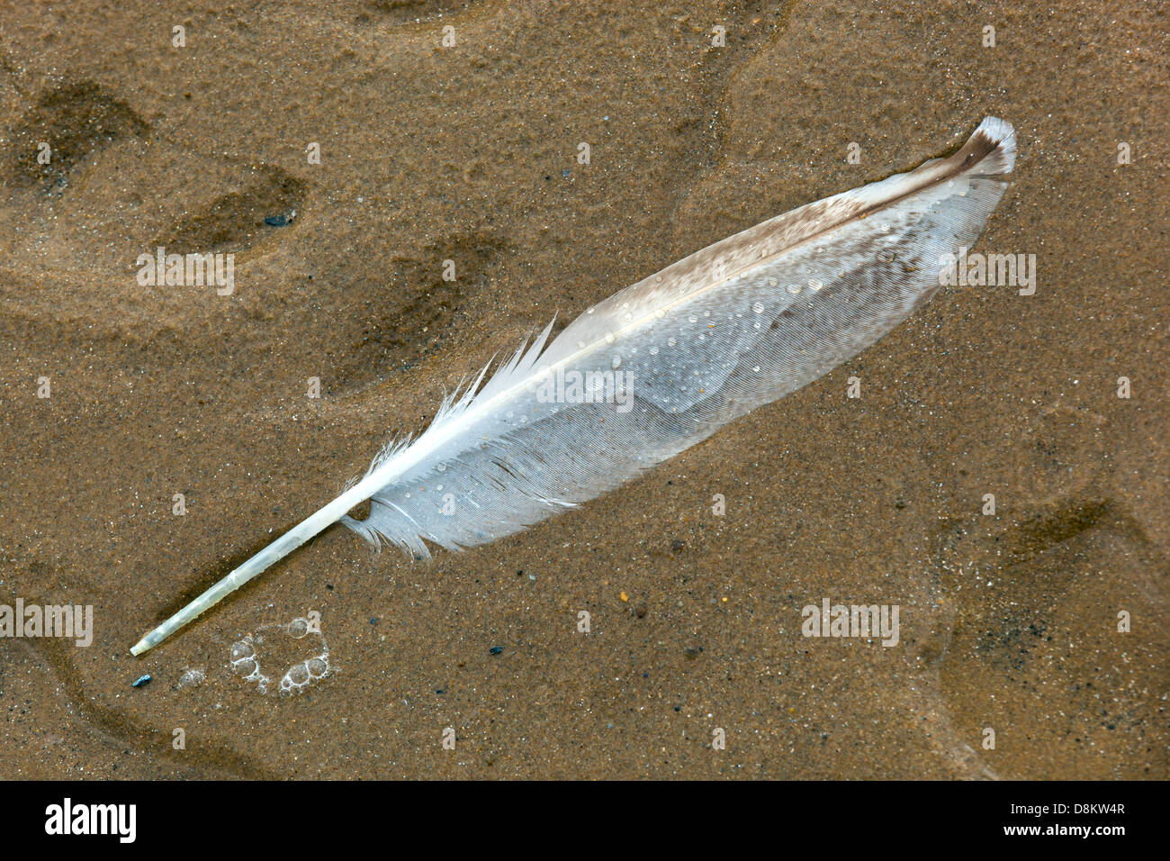 Herring gulls feather RSPB Nature reserve at Titchwell Marsh Norfolk