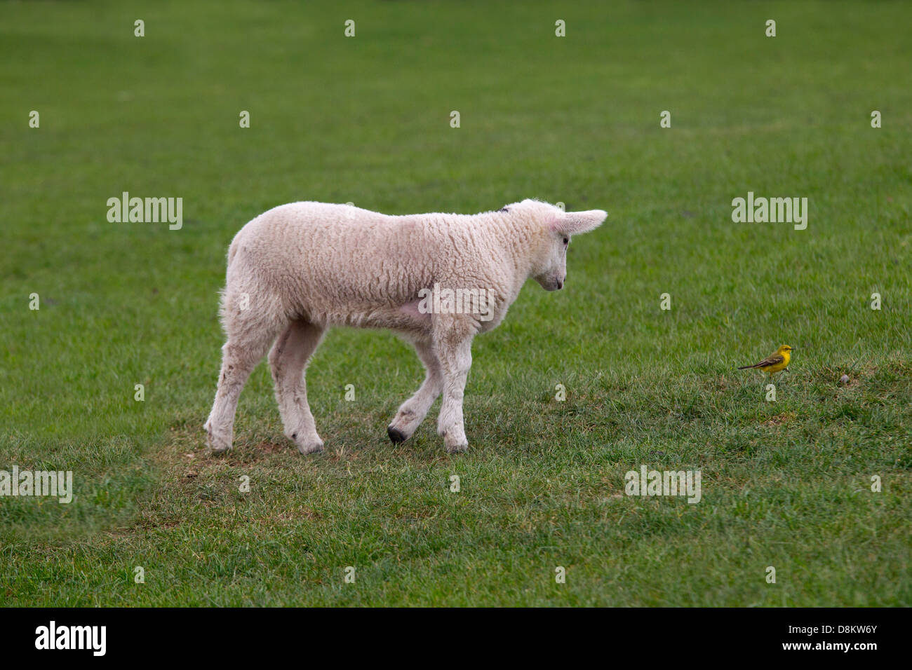 Spring Lamb watching Yellow Wagtail in grass meadow Stock Photo