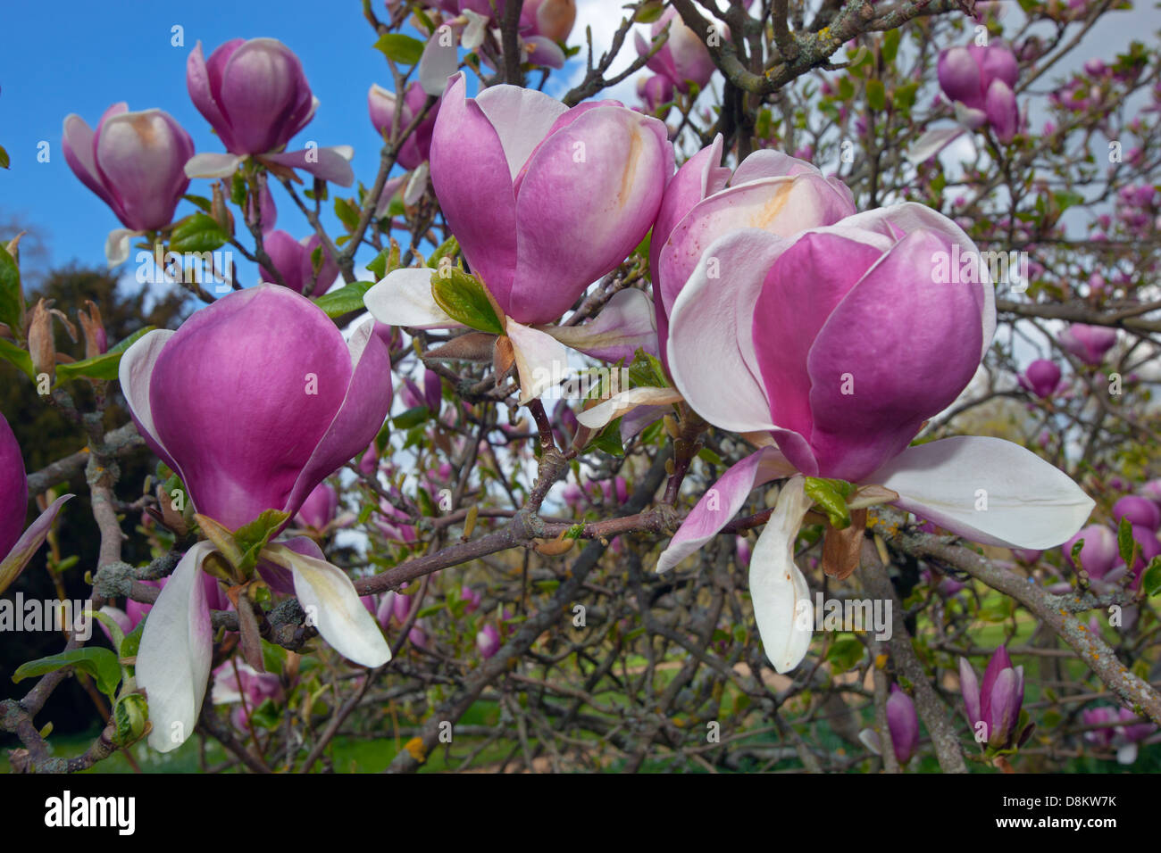 Magnolia Rustica rubra in woodland garden May Stock Photo Alamy