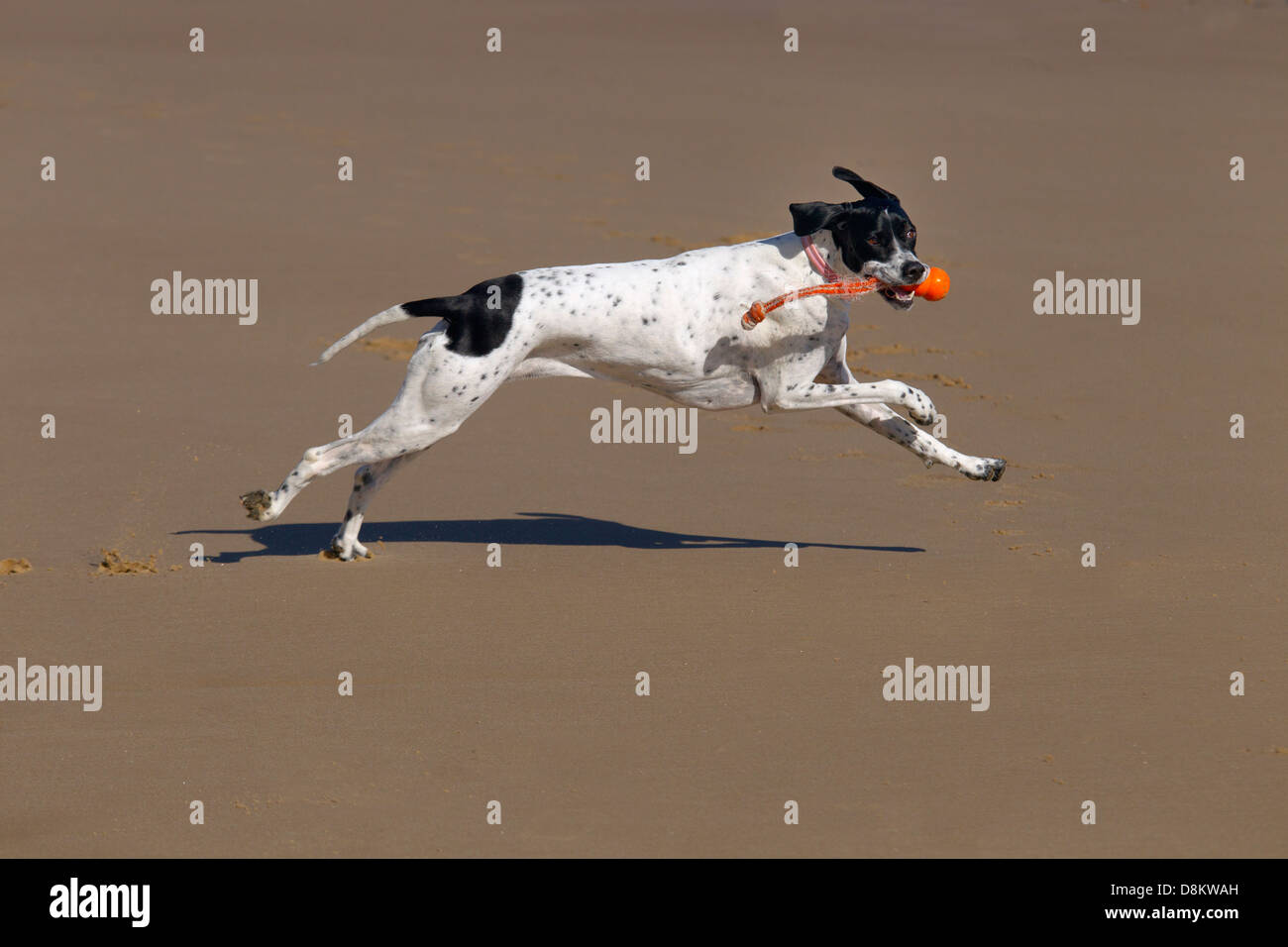 Pointer running along Norfolk beach Stock Photo - Alamy