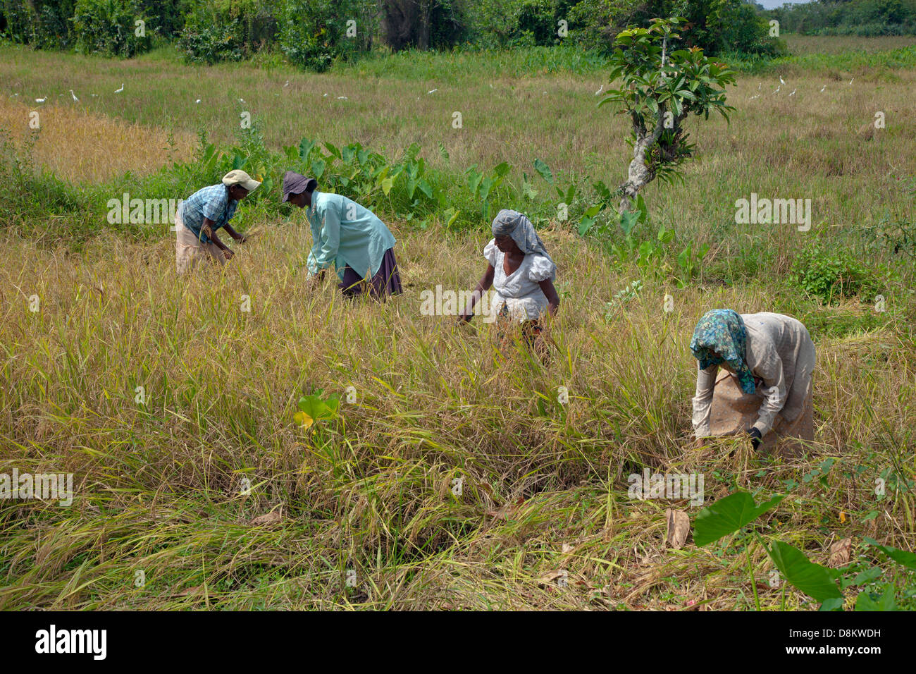 Rice Harvesting by hand in Sri Lanka March Stock Photo