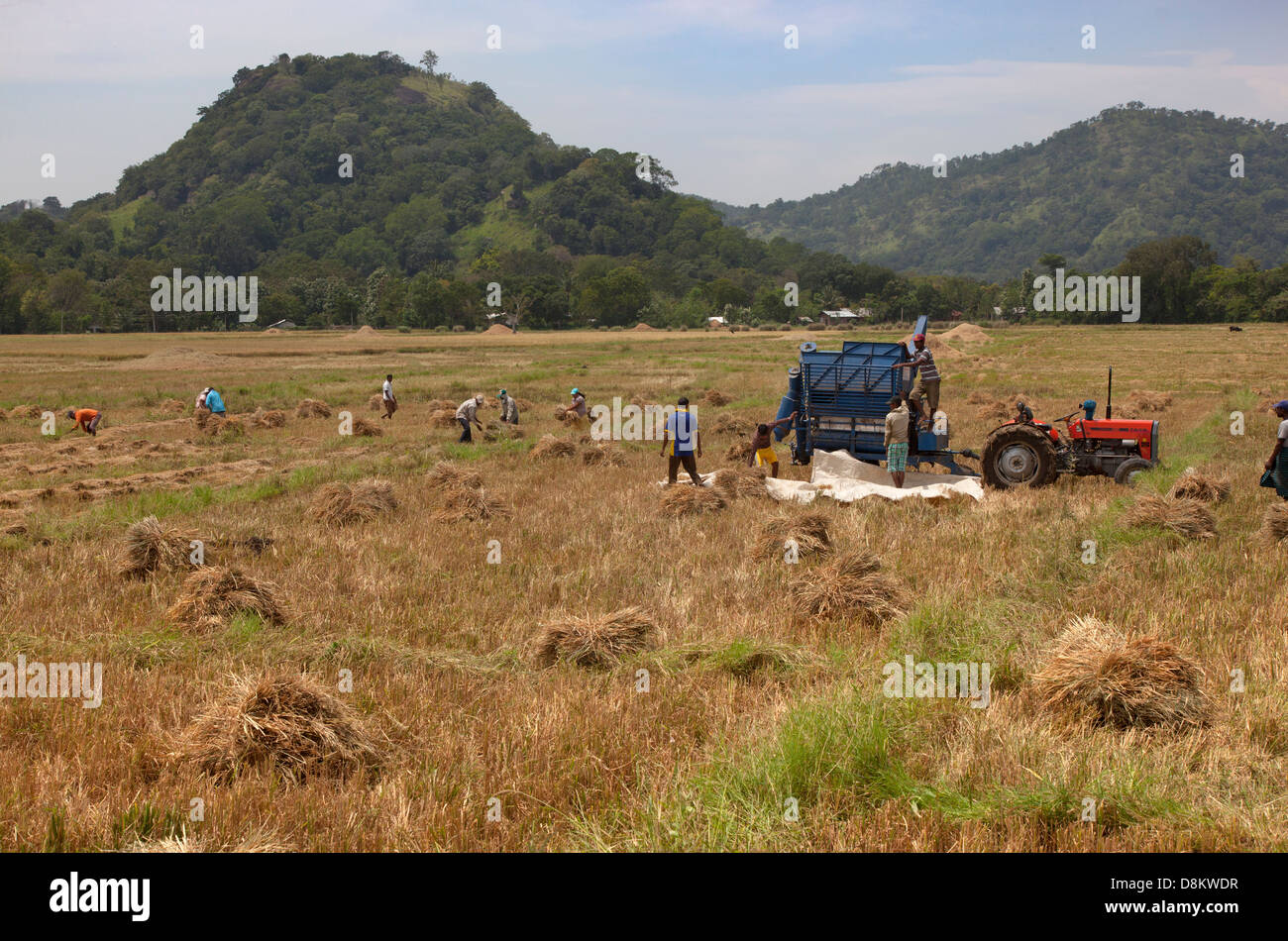Rice Harvesting in Sri Lanka March Stock Photo