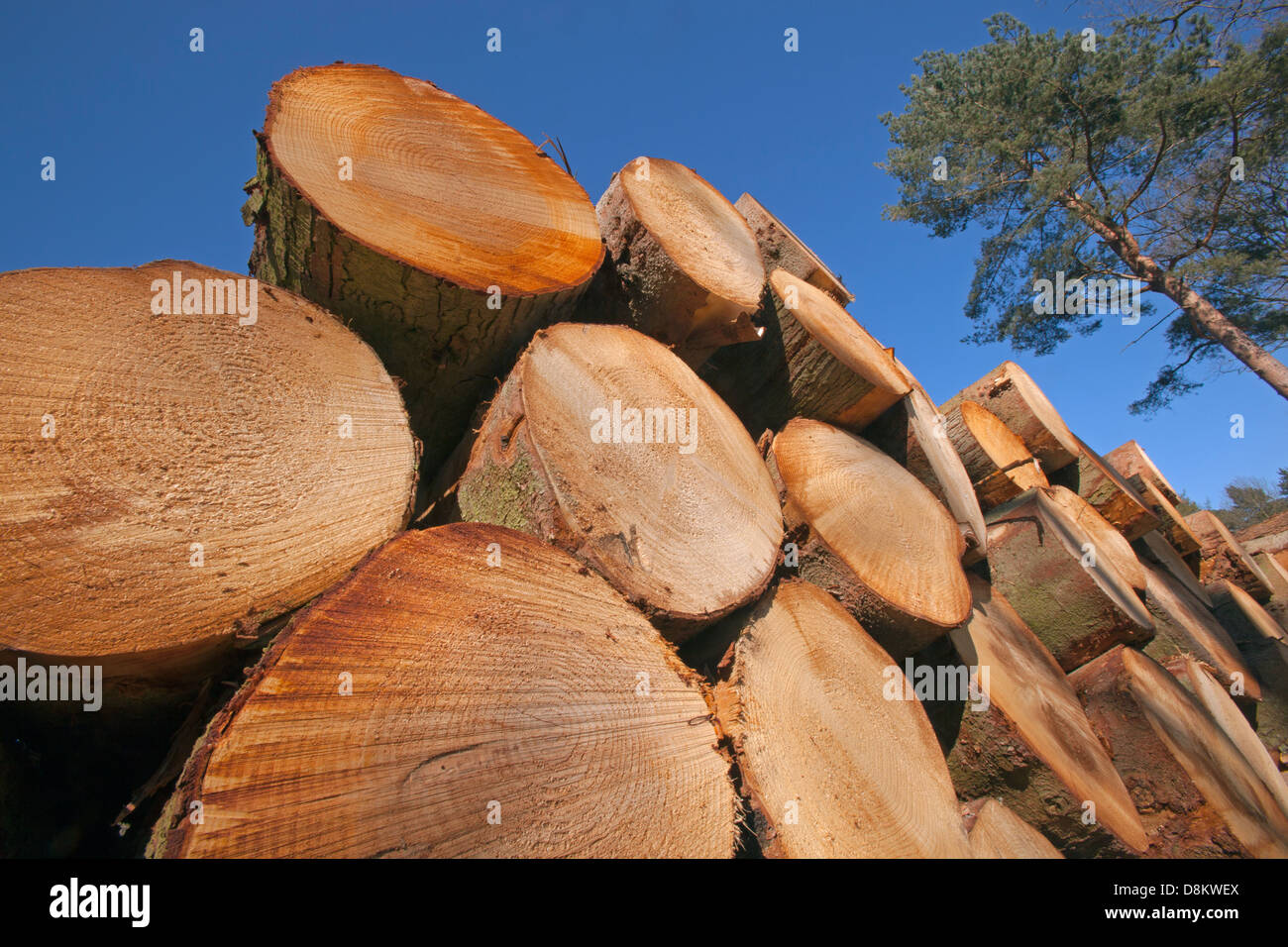 Scots Pines Pinus sylvestris log stack Norfolk Stock Photo