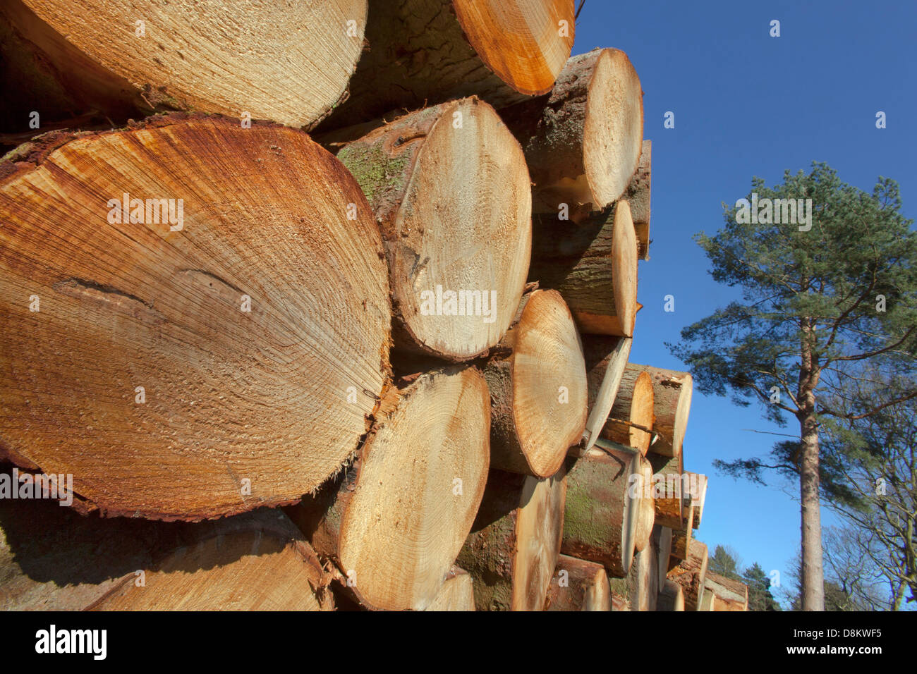 Scots Pines Pinus sylvestris log stack Norfolk Stock Photo