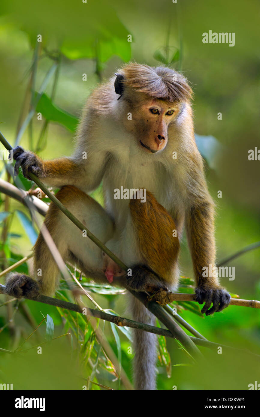 Toque Macaque Macaca sinica sinica feeding Yala National Park Sri Lanka Stock Photo