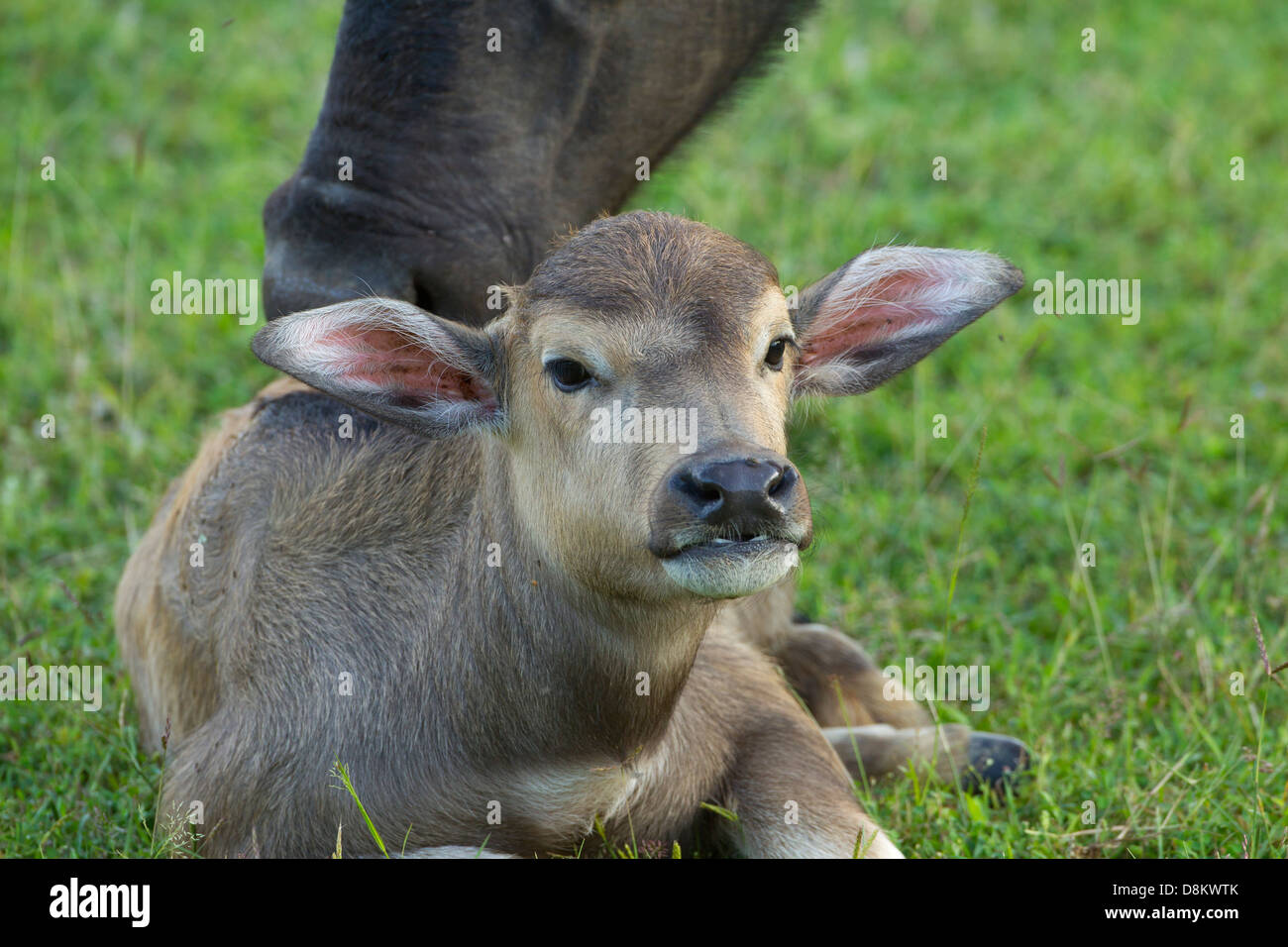 Wild Asian Water Buffalo Bubalas amee and new born calf Stock Photo - Alamy
