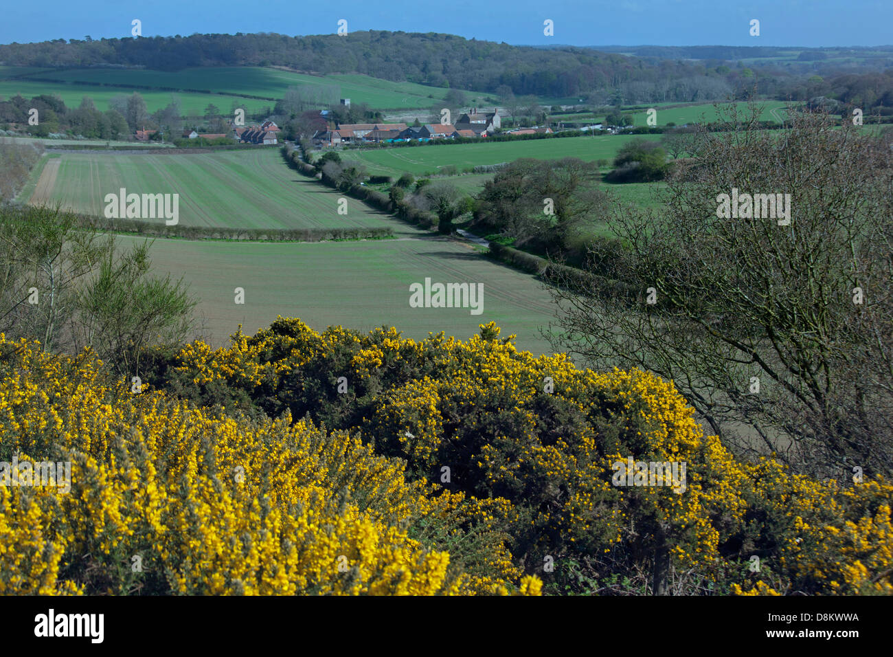 Wiveton Downs Norfolk in Spring Stock Photo - Alamy