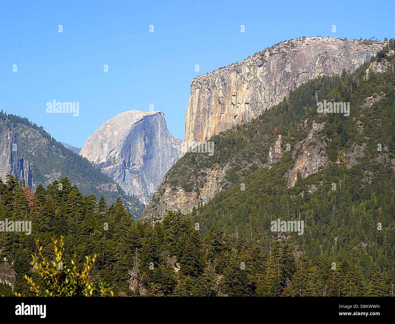A scenic view of Half Dome in Yosemite National Park, with lush forests ...