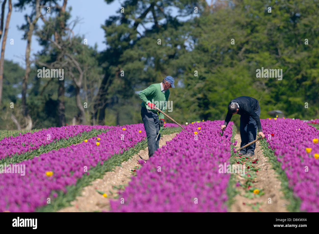 Immigrant workers selecting Tulips of the wrong colour  Swaffham Norfolk Stock Photo