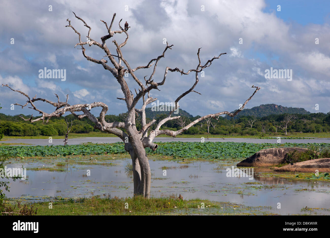 Yala National Park Sri Lanka Indian sub-continent Stock Photo