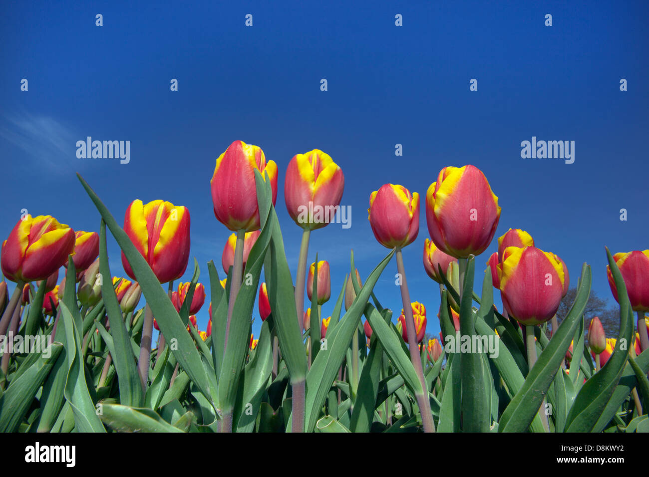 Yellow & red Tulips against blue sky Stock Photo