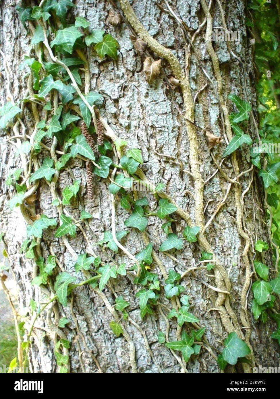 Ivy climbing tree Stock Photo Alamy