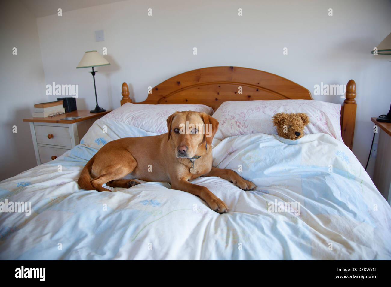 Yellow Labrador taking advantage of owners bed for a sleep Stock Photo